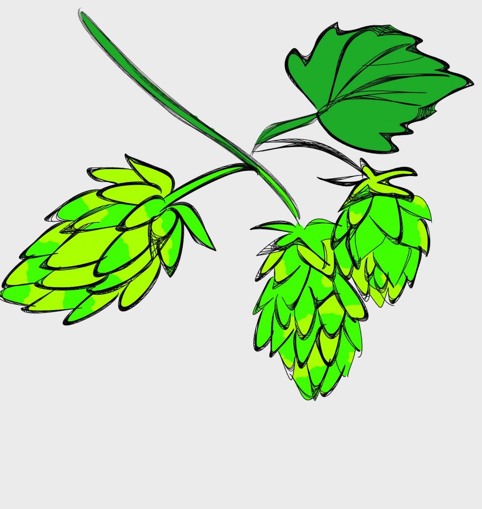 Hop Plant used for beer brewing.