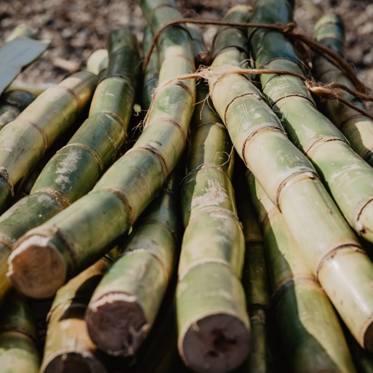 Sugarcane